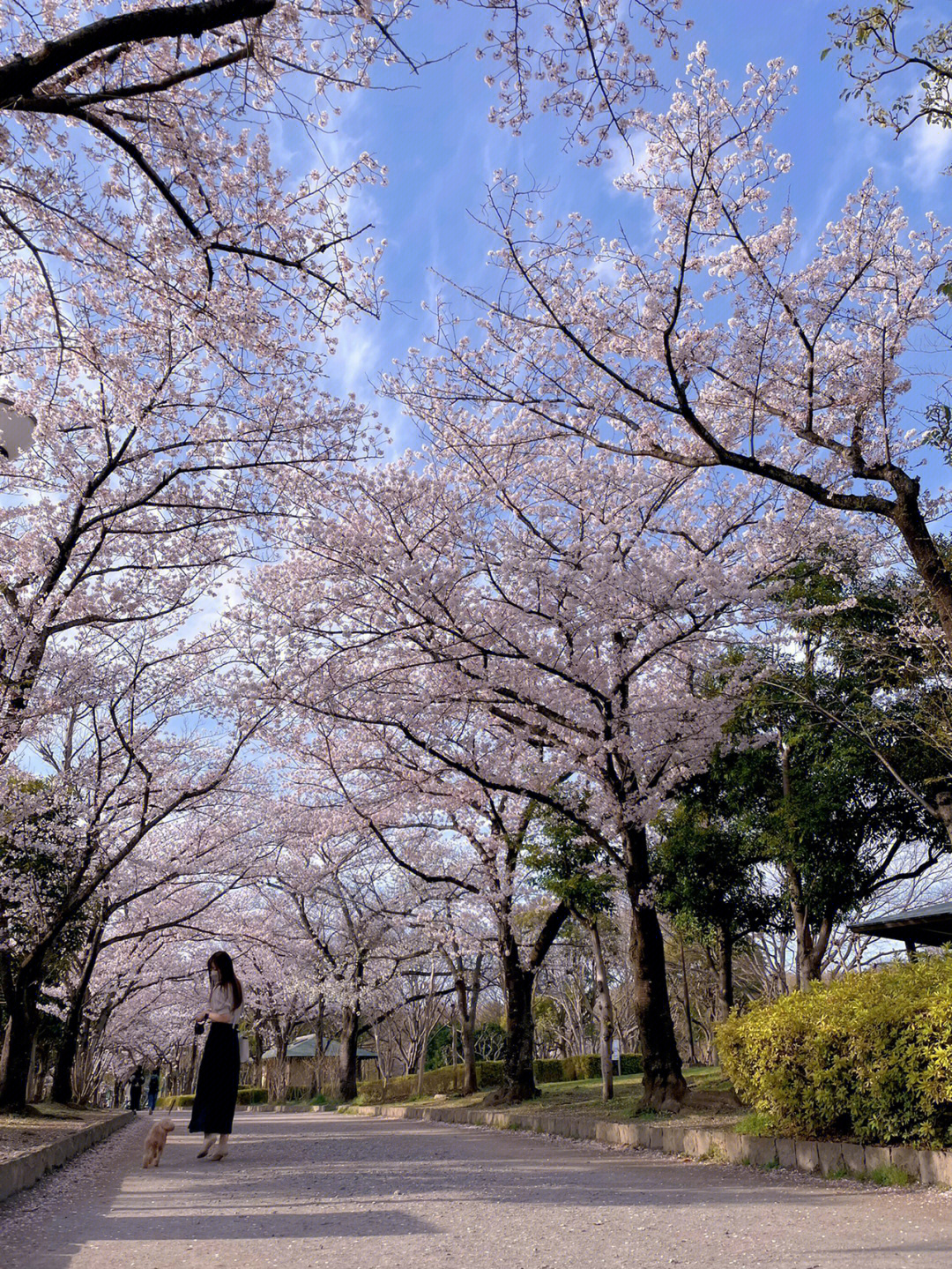 日本赏樱春天来了