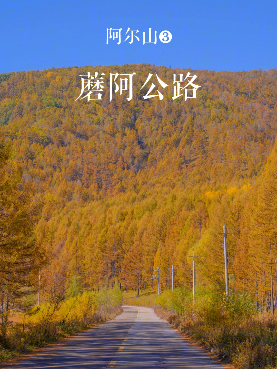 阿尔山78蘑阿公路满眼秋色迷人眼