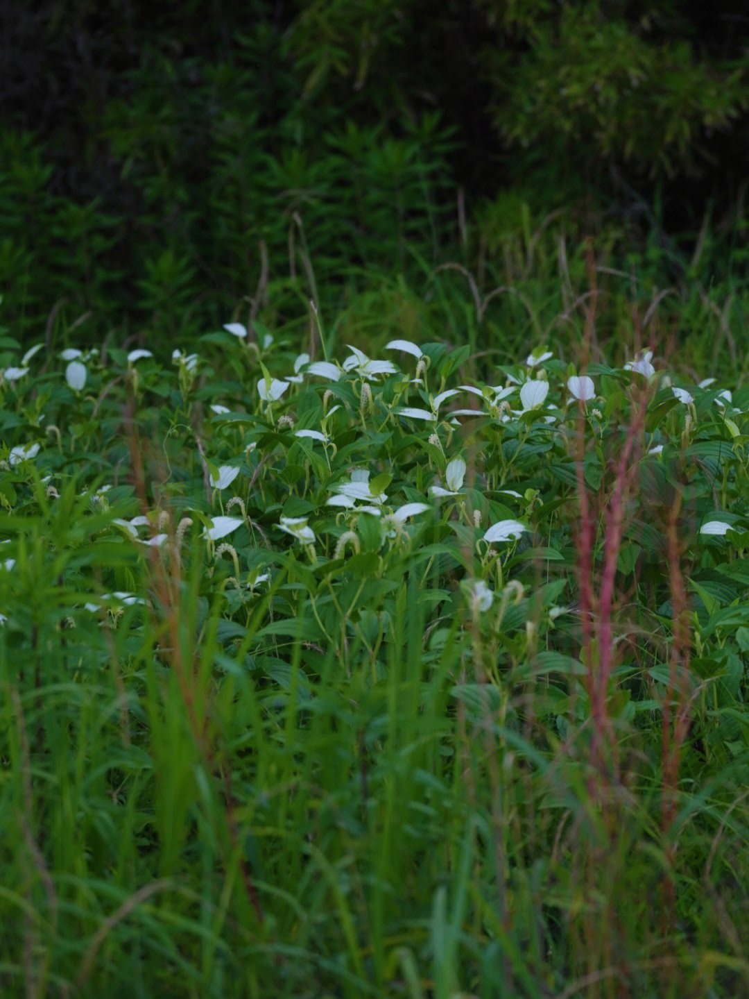 白三草花花语图片