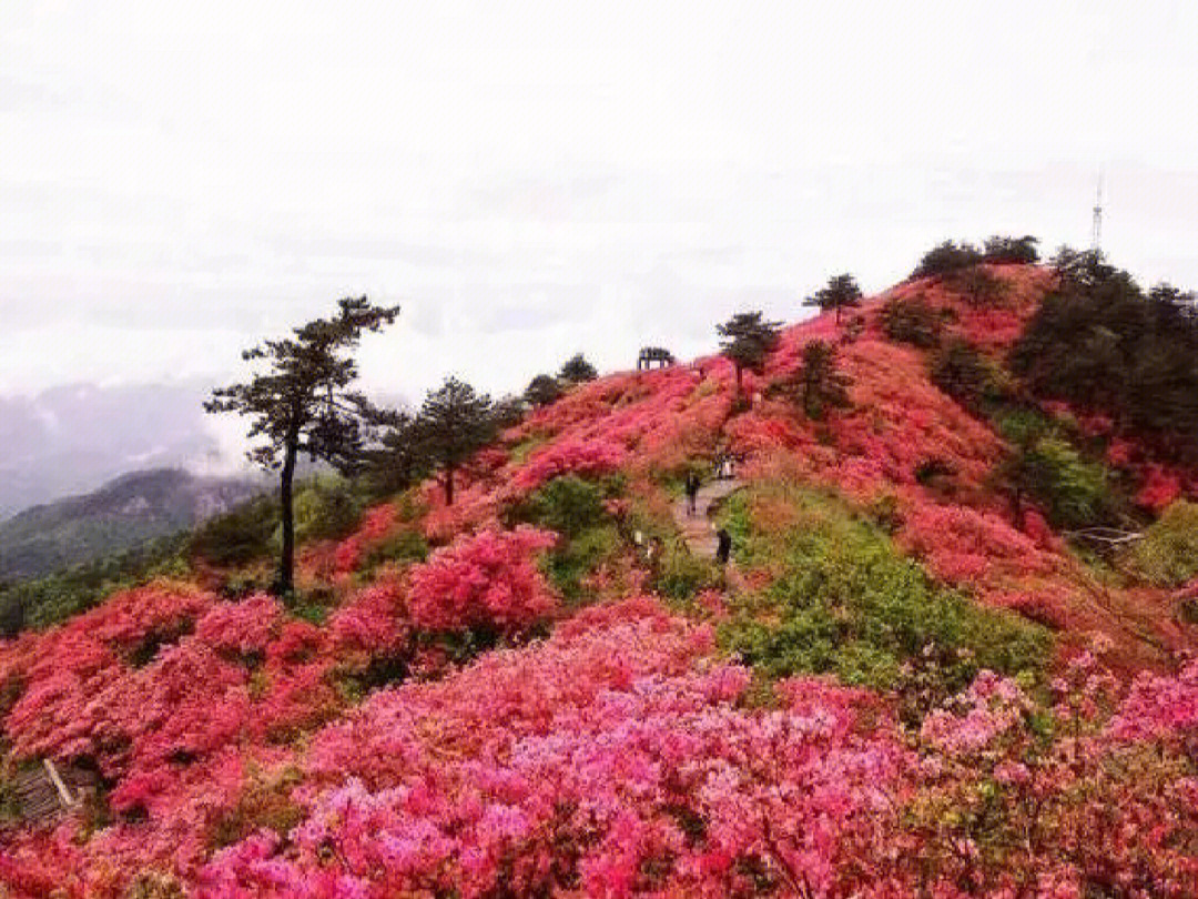 永州千年打卡胜地#双牌阳明山杜鹃花#赏花#花海#永州阳明山