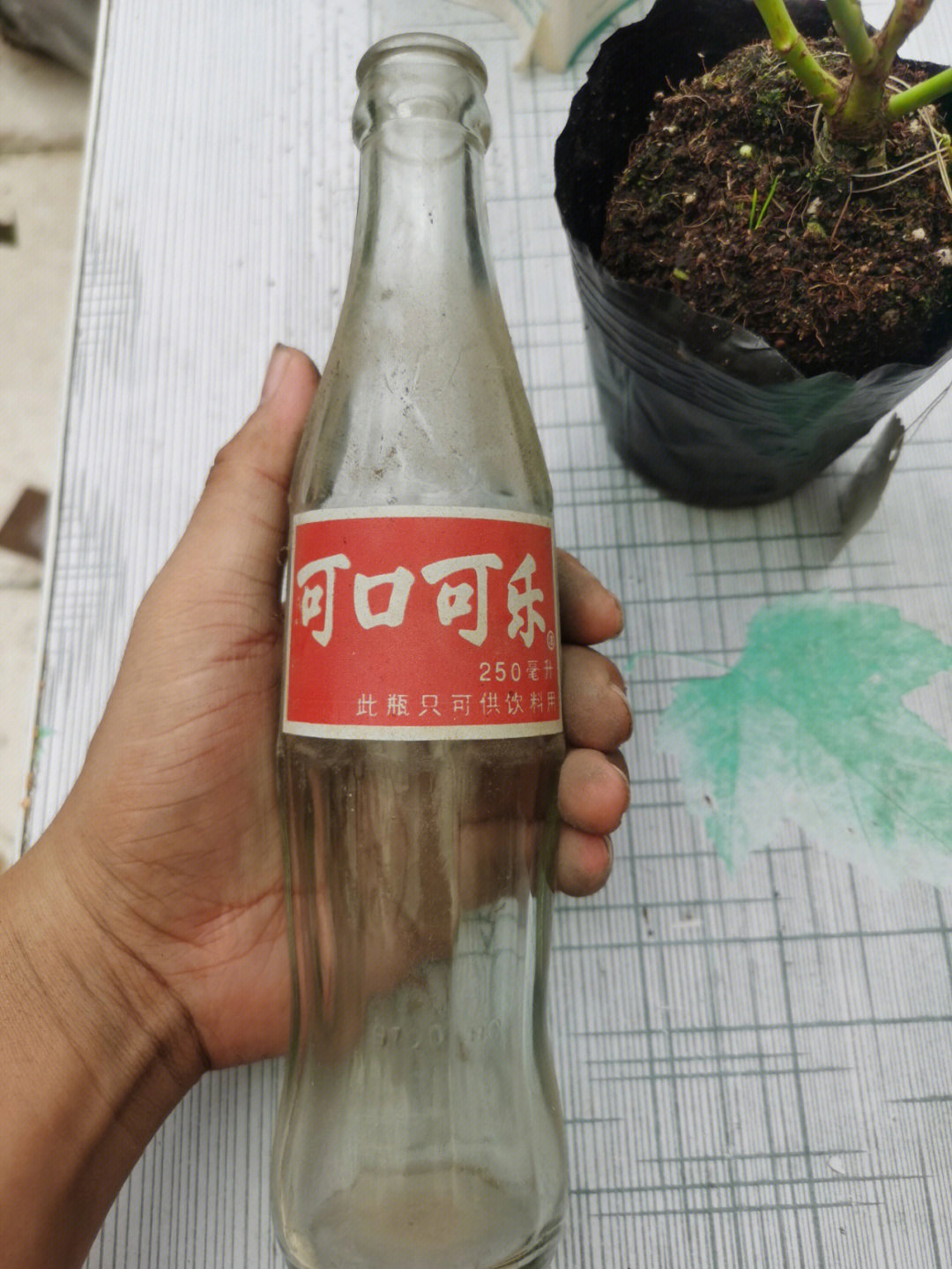 崂山可乐玻璃瓶装图片