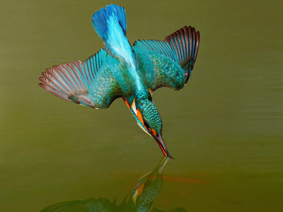 世界上最漂亮翠鸟图片图片