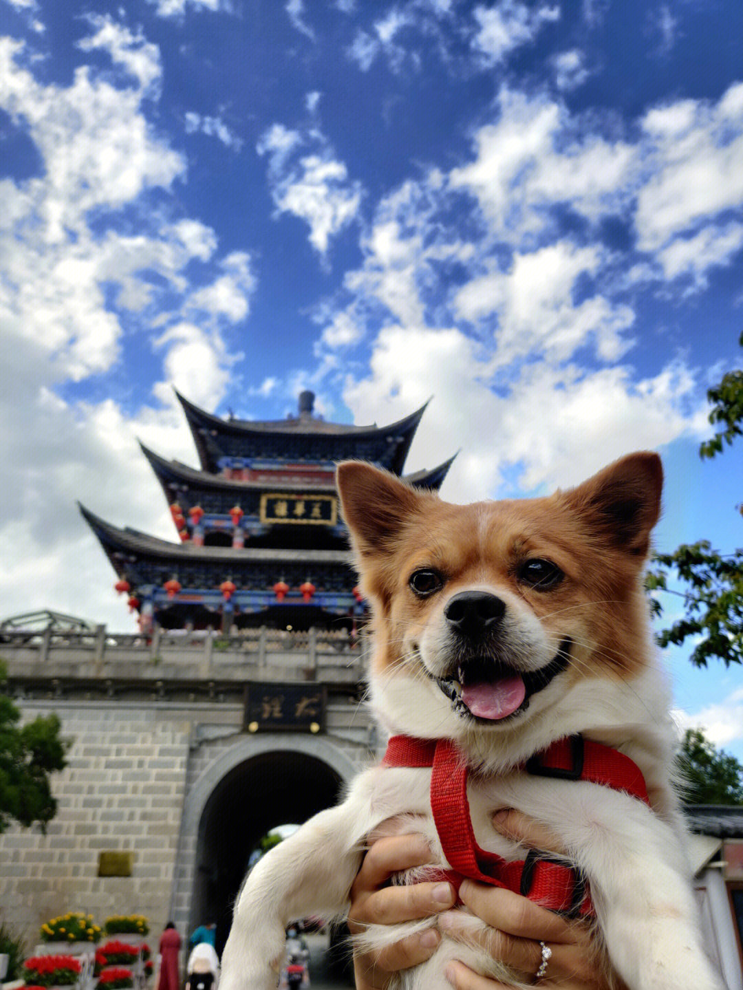 旅游只剩一只狗图片图片