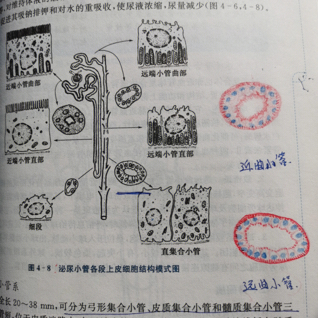 豆芽导管显微图图片