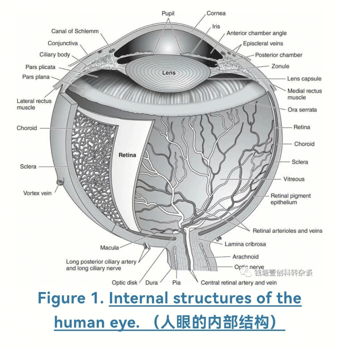 眼周解剖结构图图片