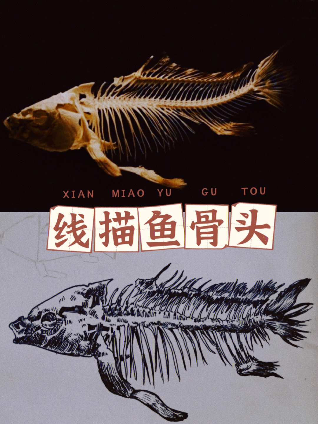 鱼骨架素描图片