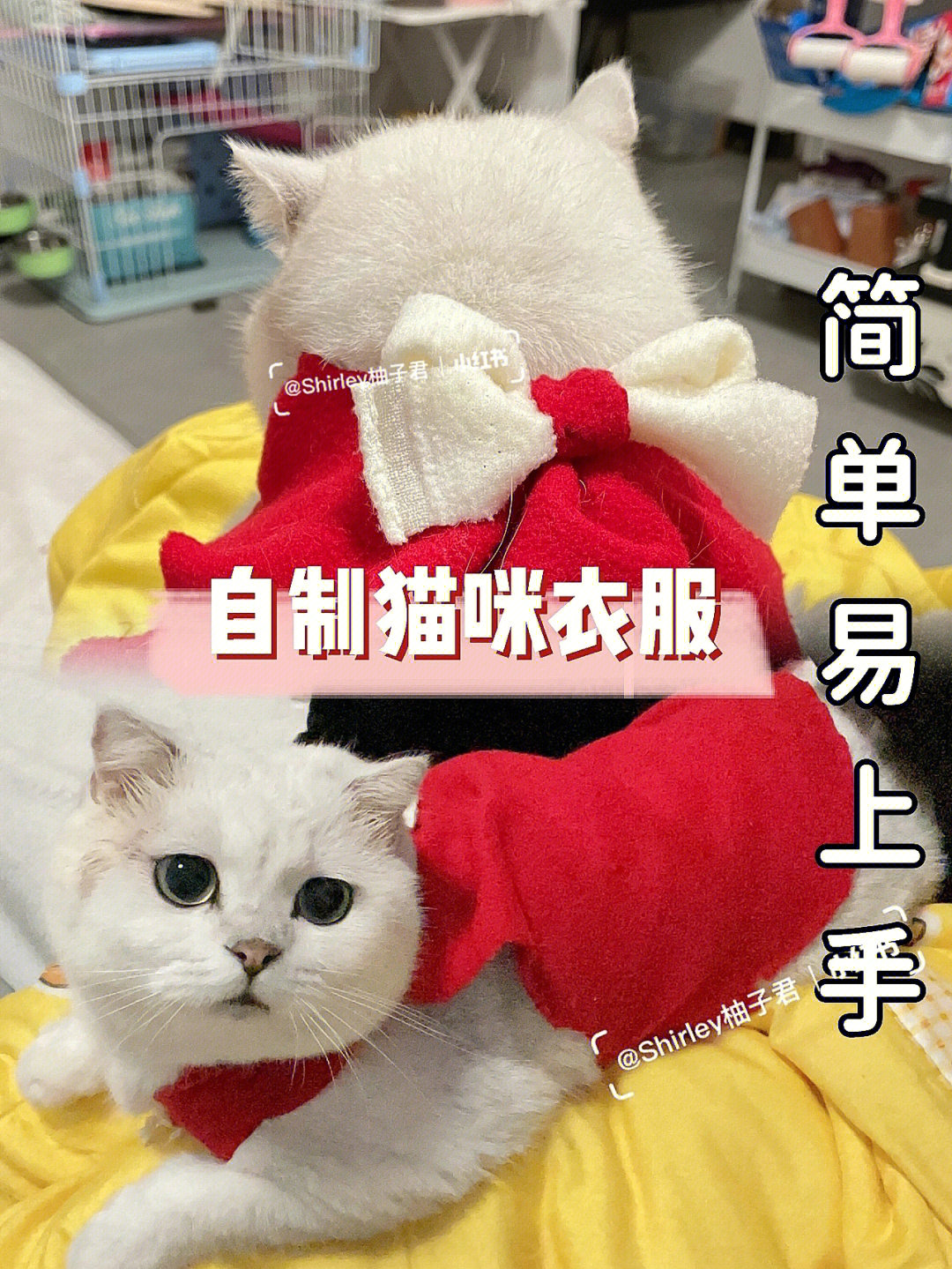 宠物猫的衣服怎么做图片