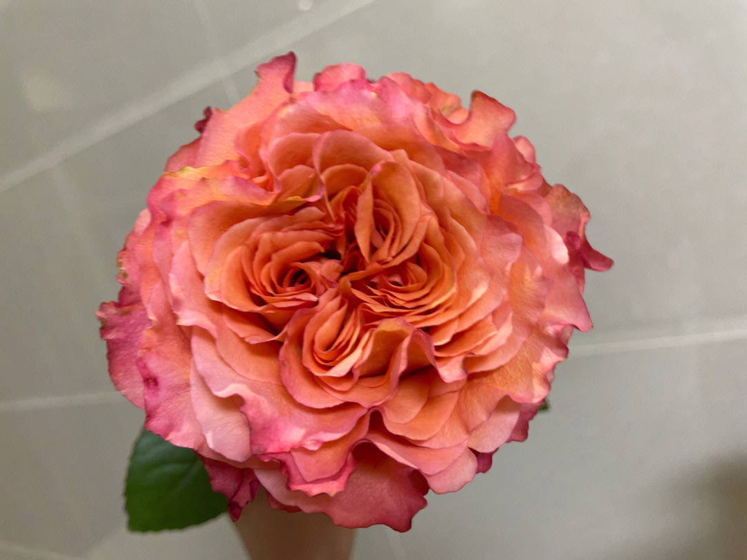 火灵鸟玫瑰开出都不一样的花形颜色都不一样