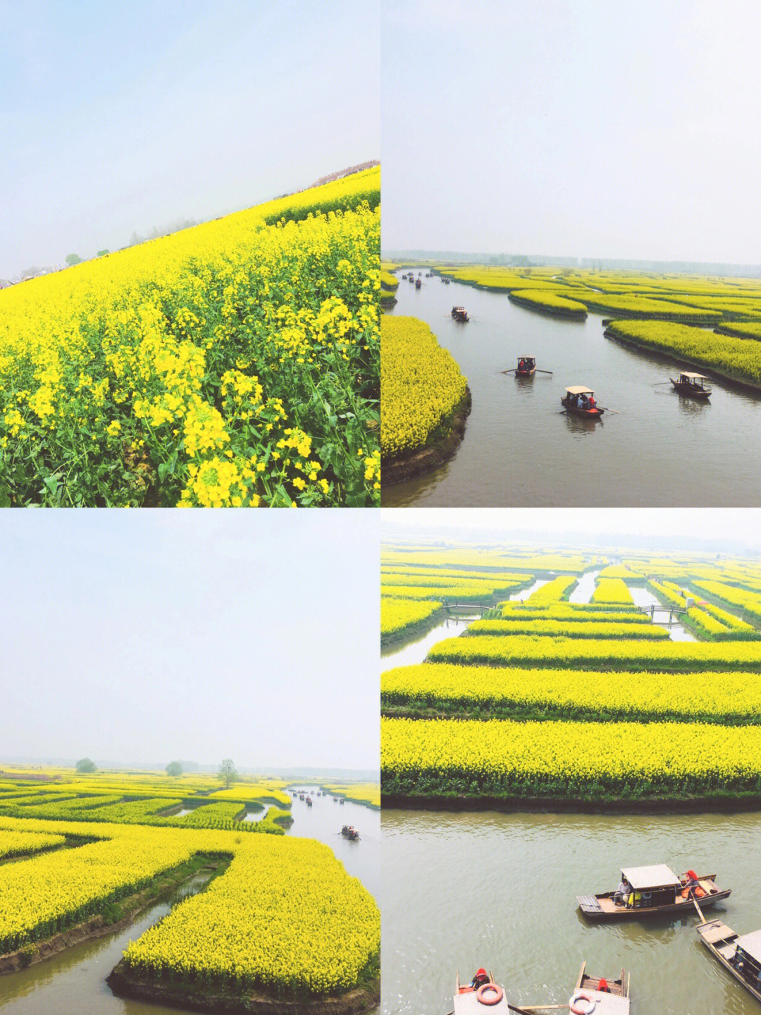 家乡风景苏北兴化油菜花田