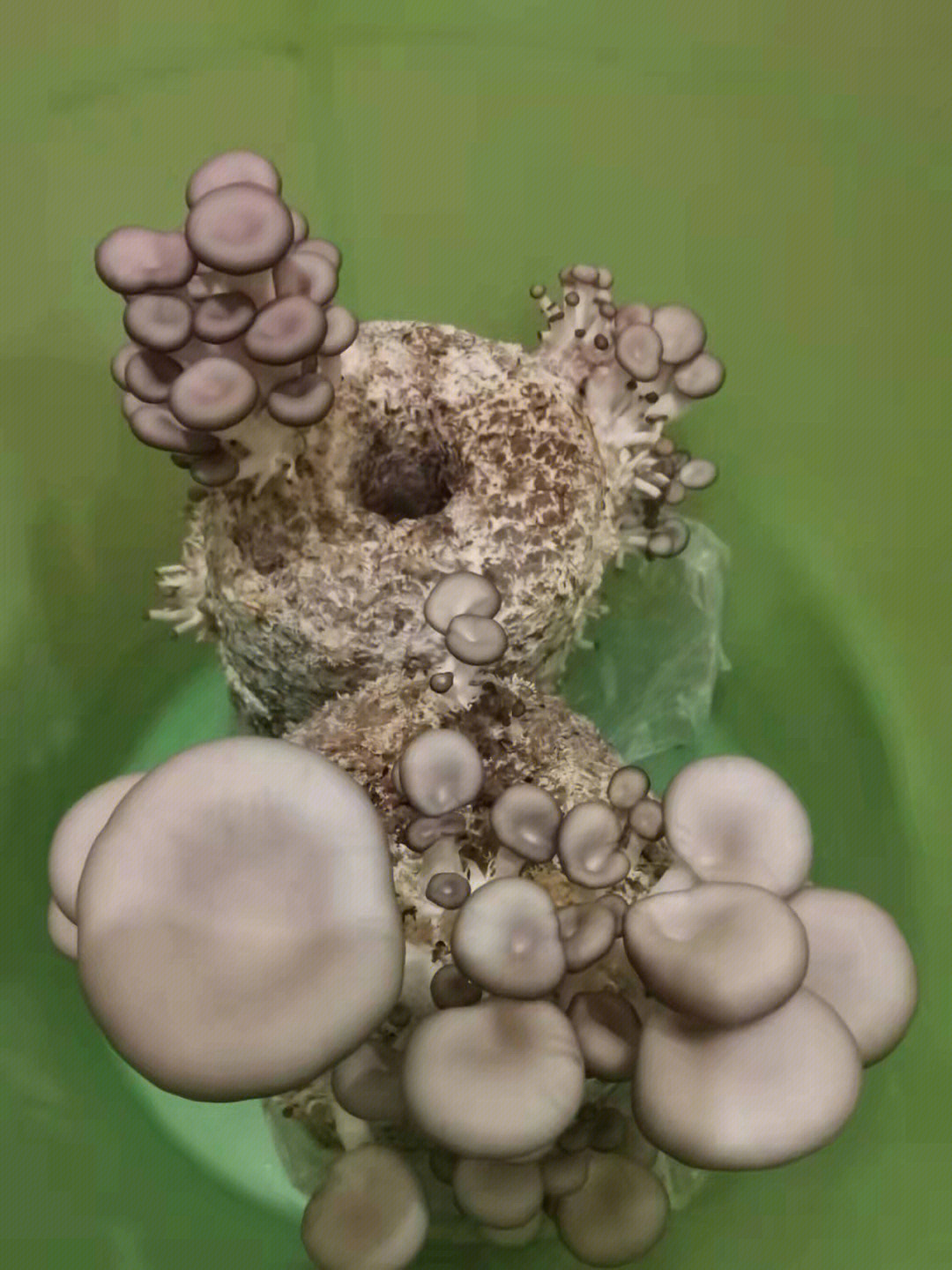 种蘑菇过程图片图片