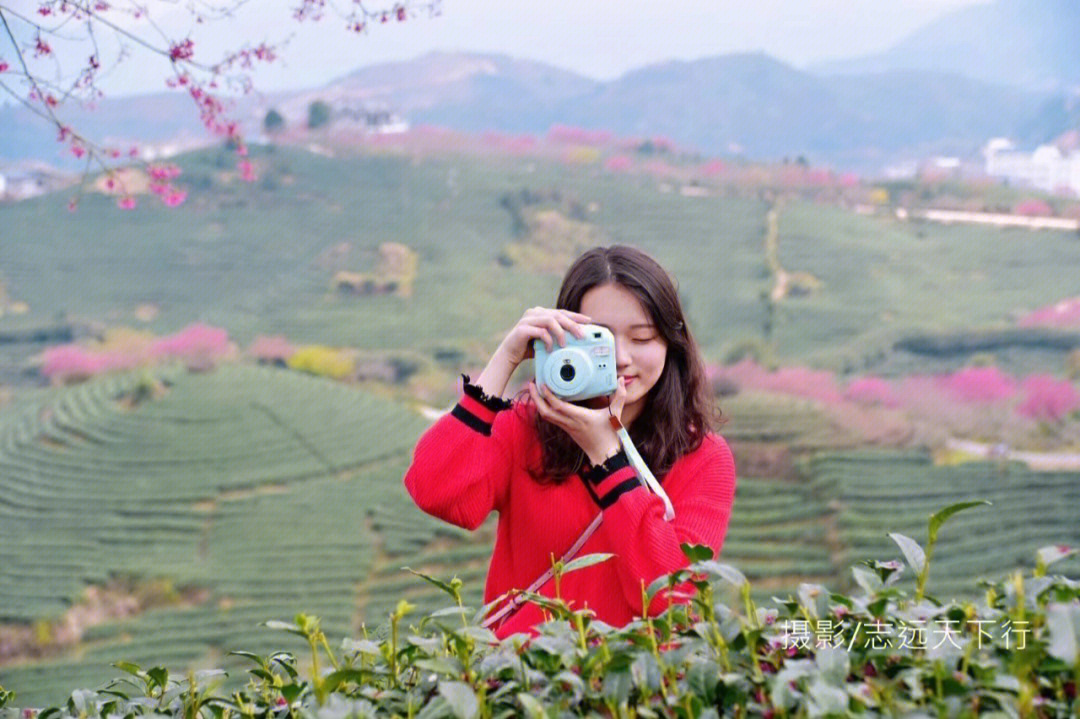 踏春永福樱您而美永福樱花茶园景区