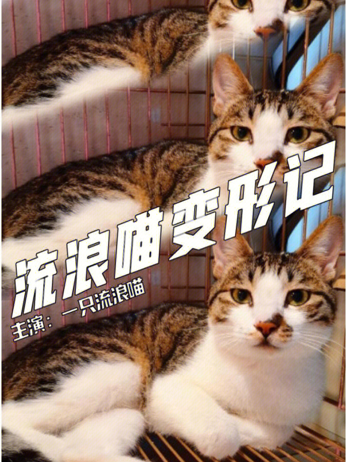 铲屎官日记流浪猫变形计