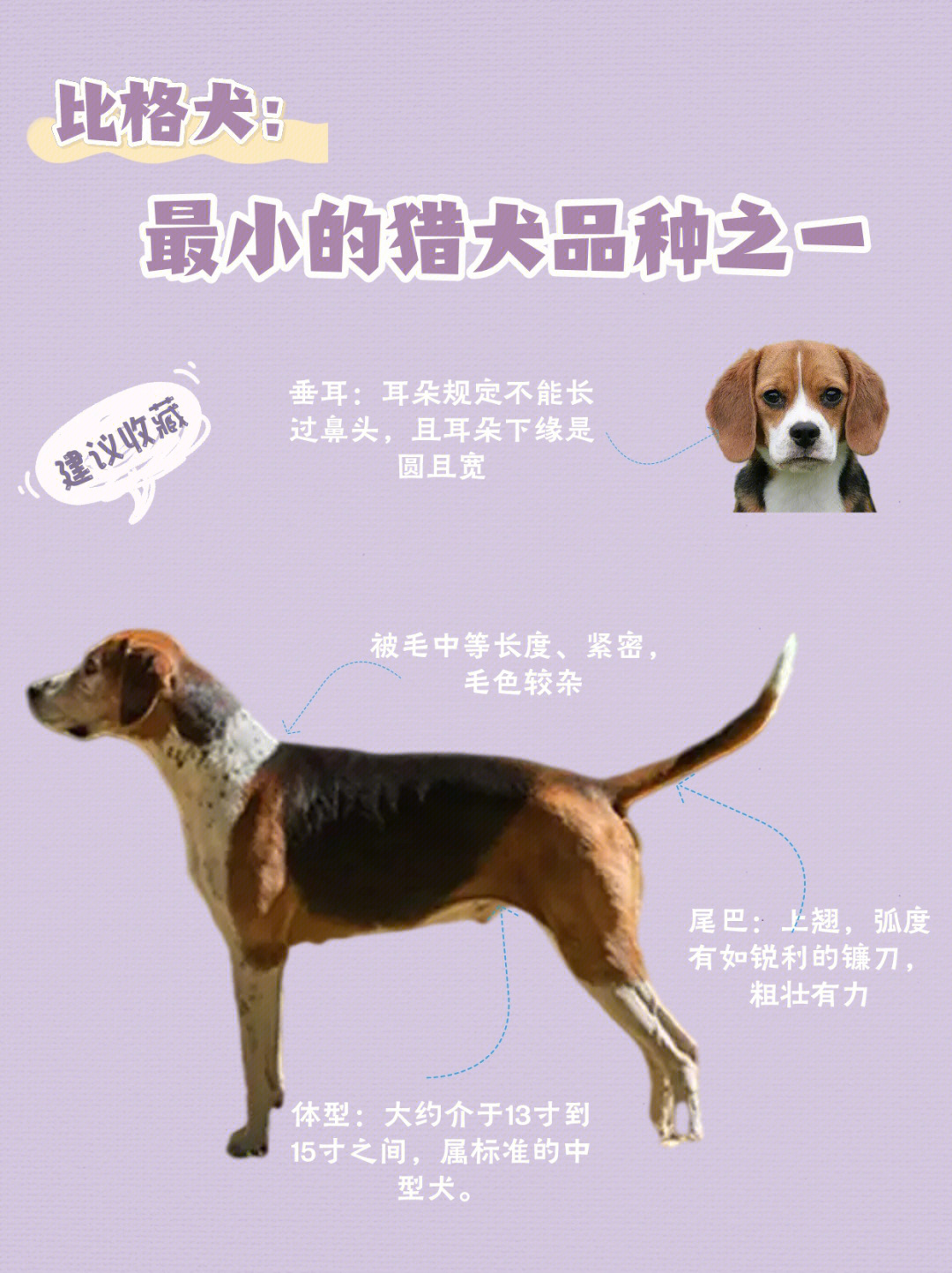 比格犬身高体重标准表图片