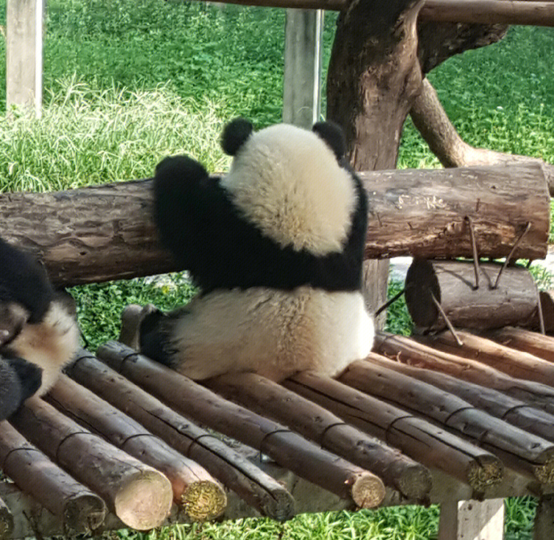 熊猫挂在树上的背影图片