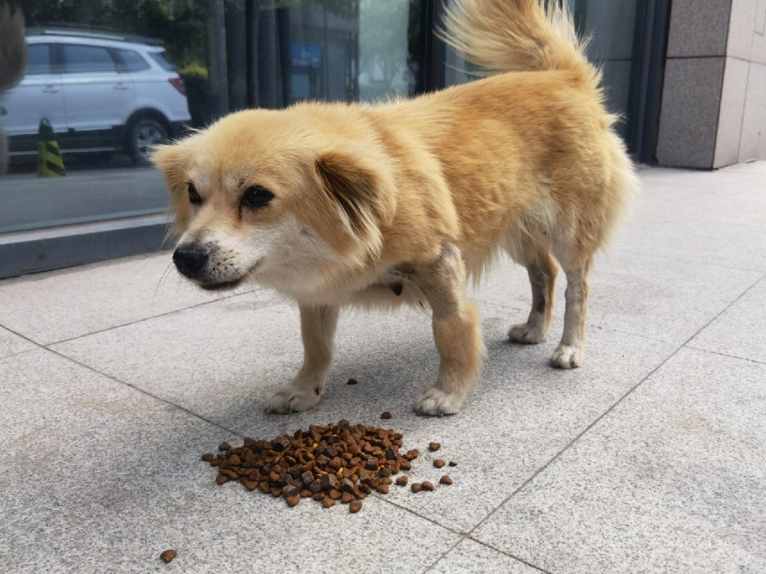 帮我看看流浪狗阿黄是不是又怀了