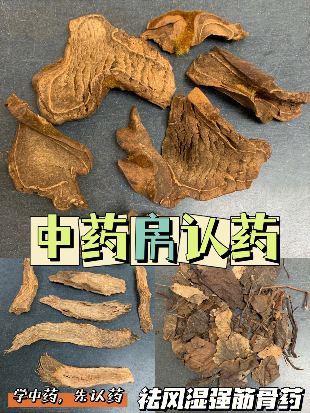 烫狗脊别名图片