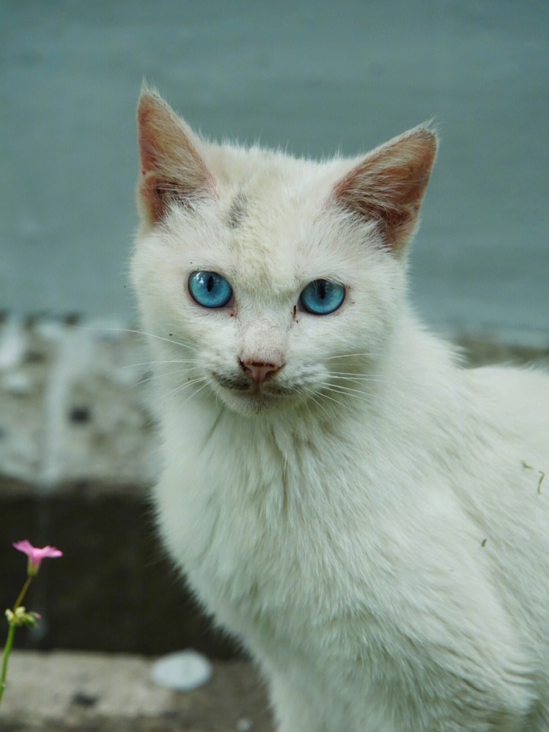 像海洋一样的蓝眼睛猫猫
