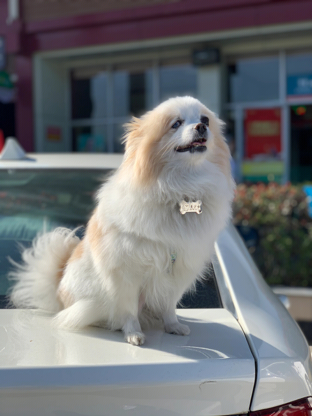 博美犬几岁进入老年图片