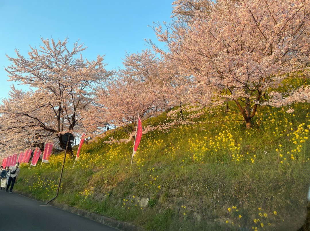 赏樱季日本小众赏樱地