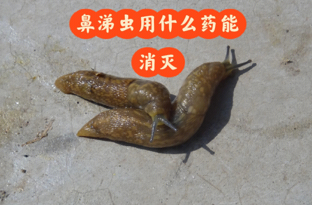 鼻涕虫用什么药能消灭