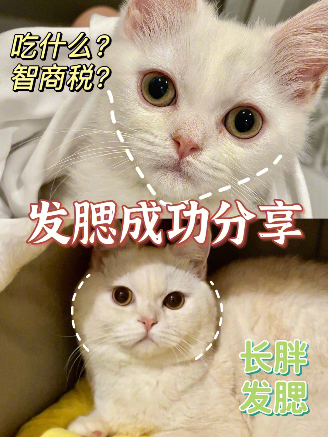 新手养猫必备逆袭发腮猫这样吃