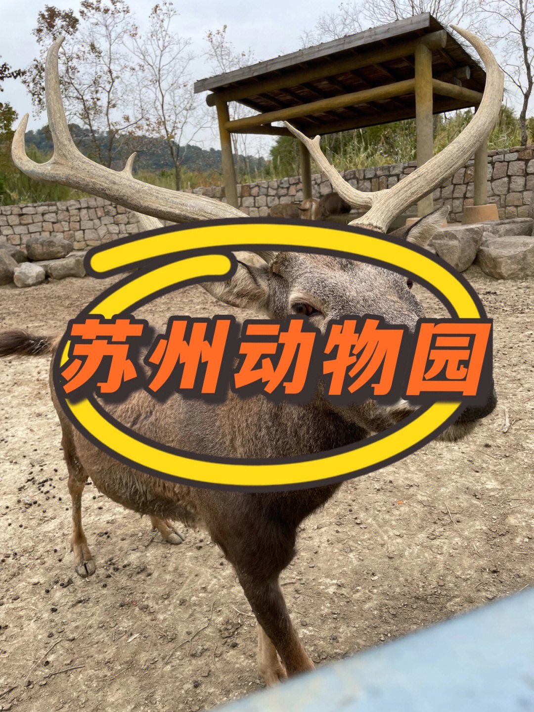苏州标志性动物图片