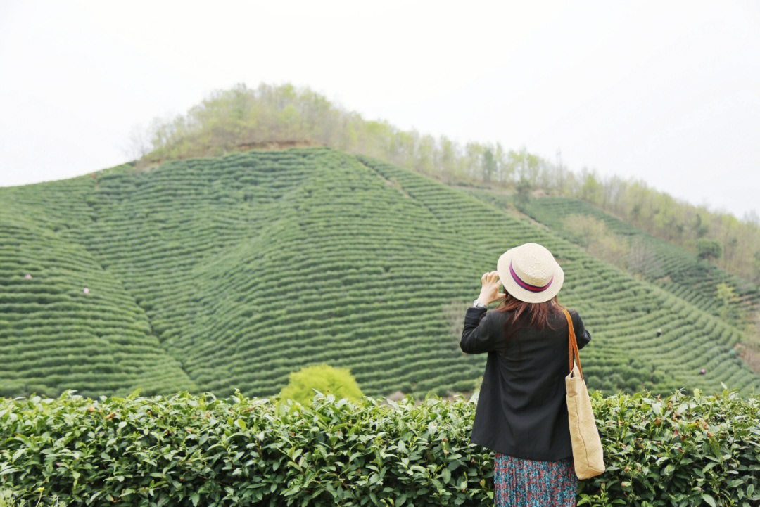 清明节前信阳的茶山信阳毛尖已经开采