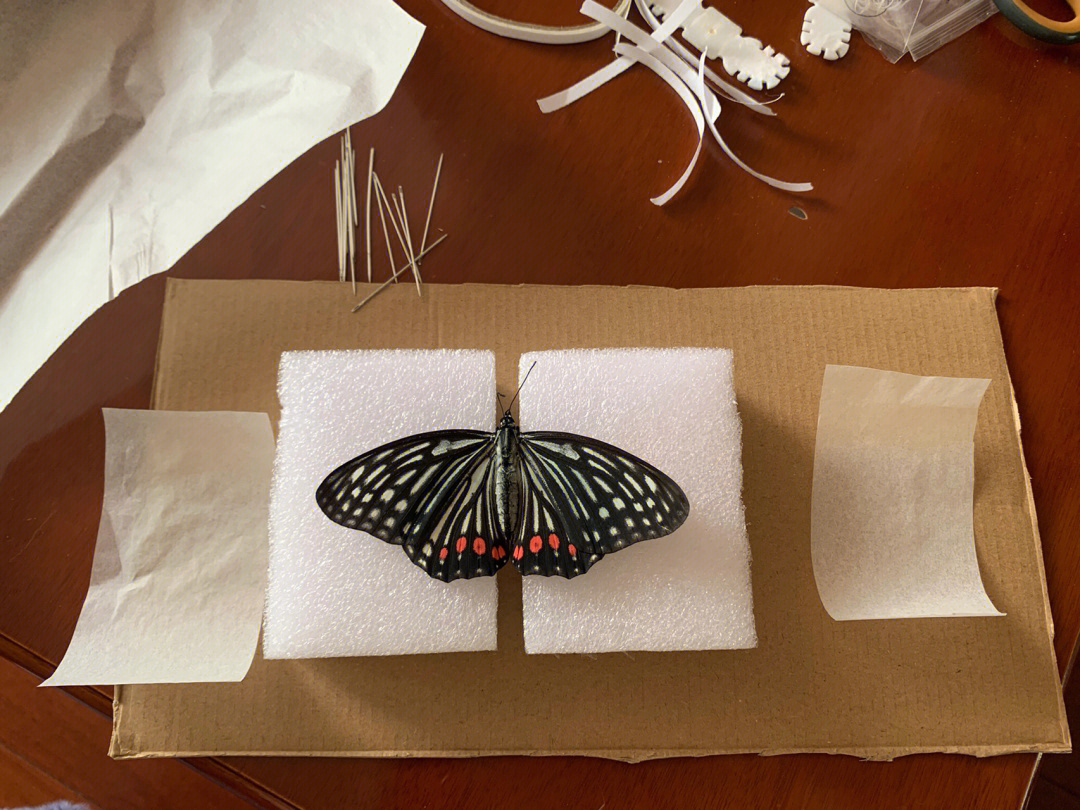 风干一两周,装订成册,阿豆便能拥有第一个蝴蝶标本了