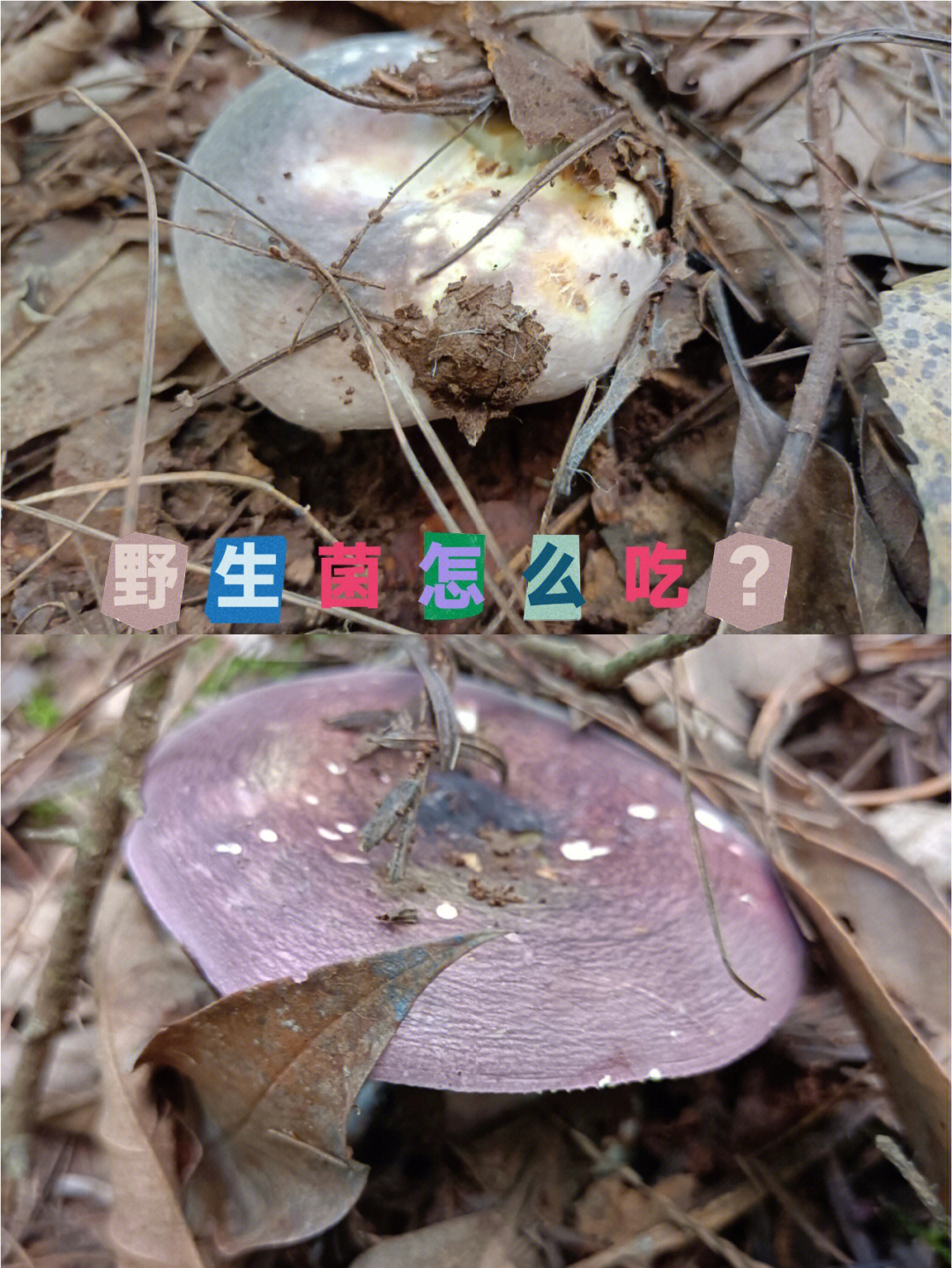 野生菌怎么做好吃附教程