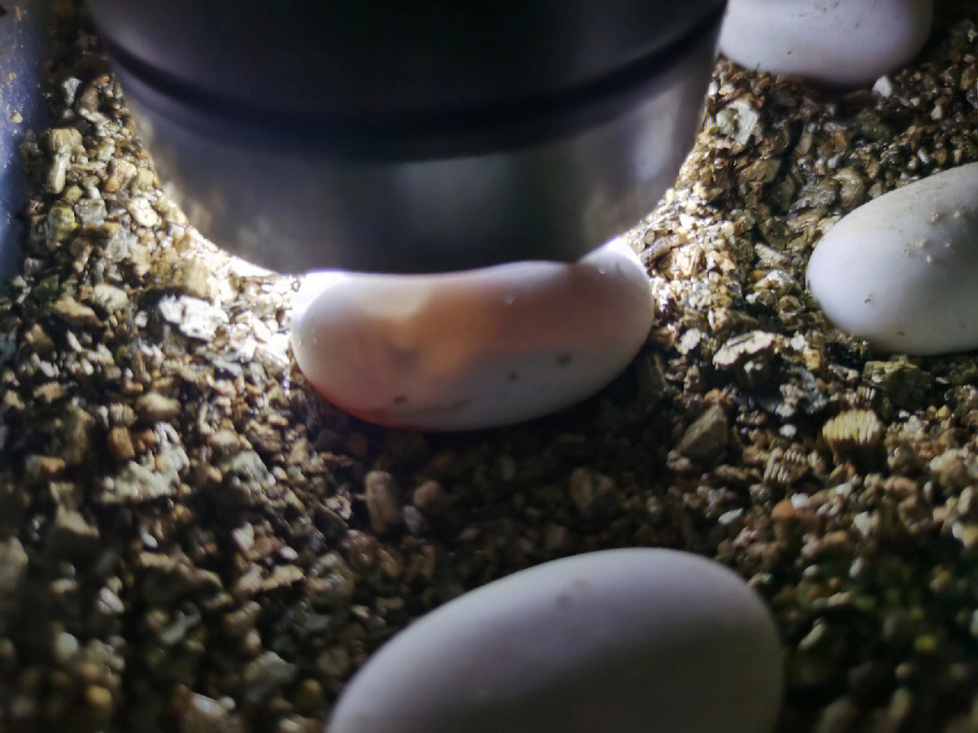 今天去查看龟蛋,看起来发育挺好的,有些好可惜看见小乌龟动