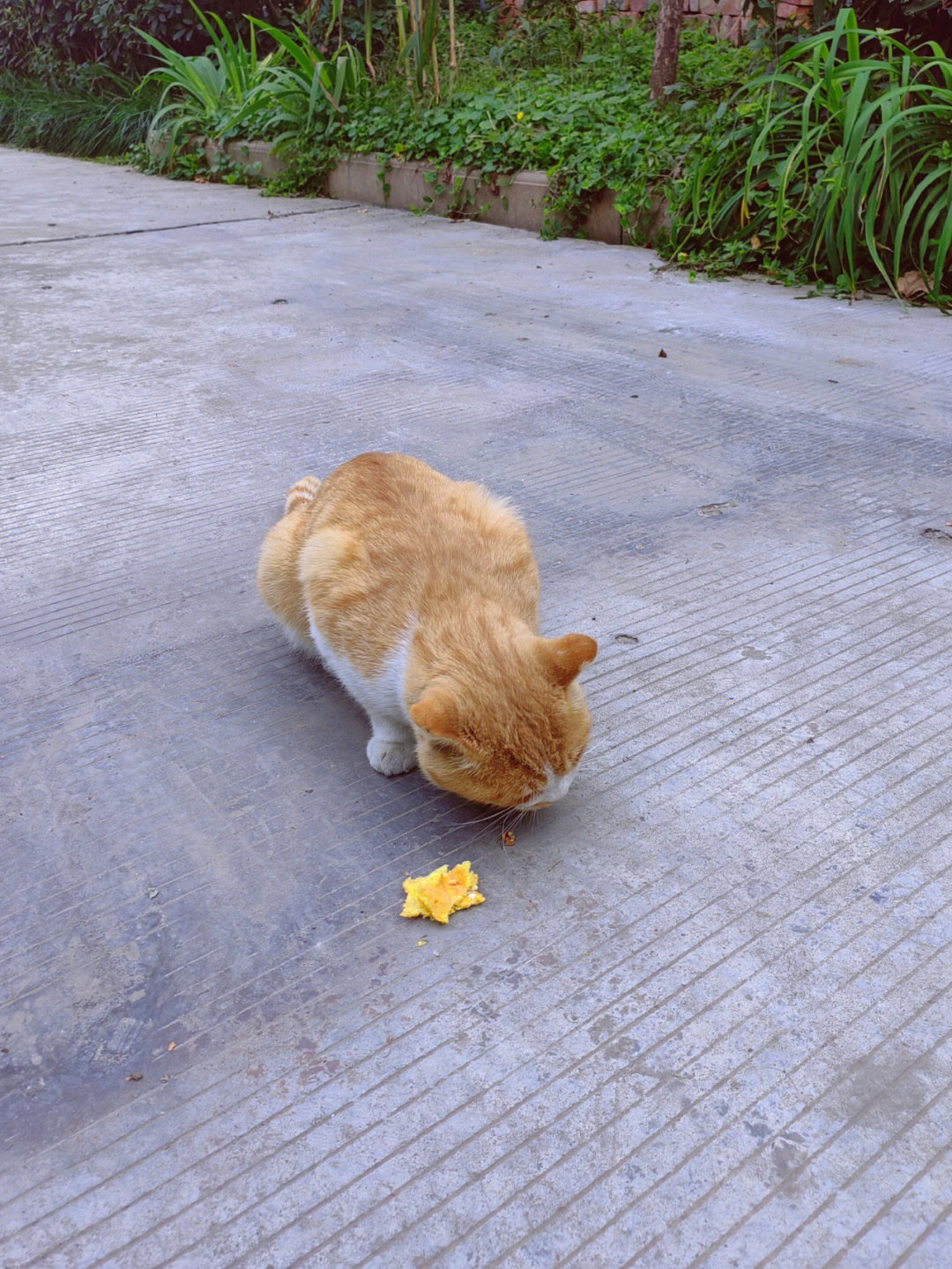 0橘猫30户外图片