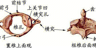 计数椎骨的标志图片