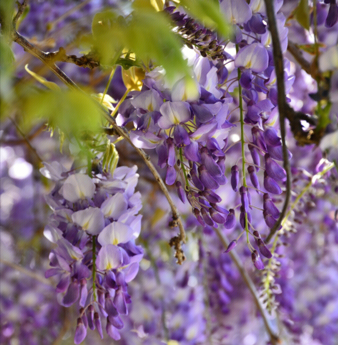 wisteria blossoms