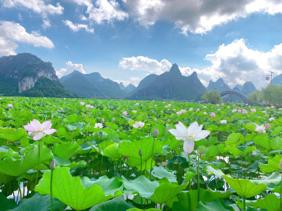 今天休息,去柳江百朋荷花景区看了圈荷花.