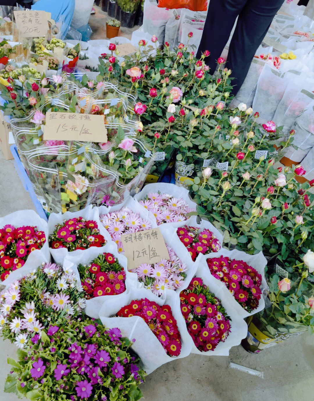 广州岭南花卉市场的花好便宜