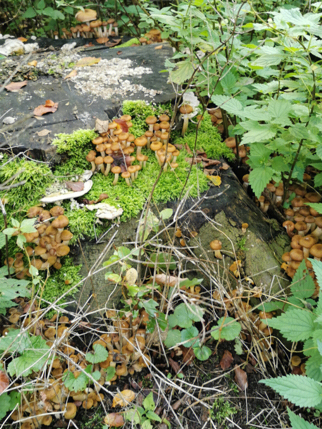 东北榛蘑种植基地图片