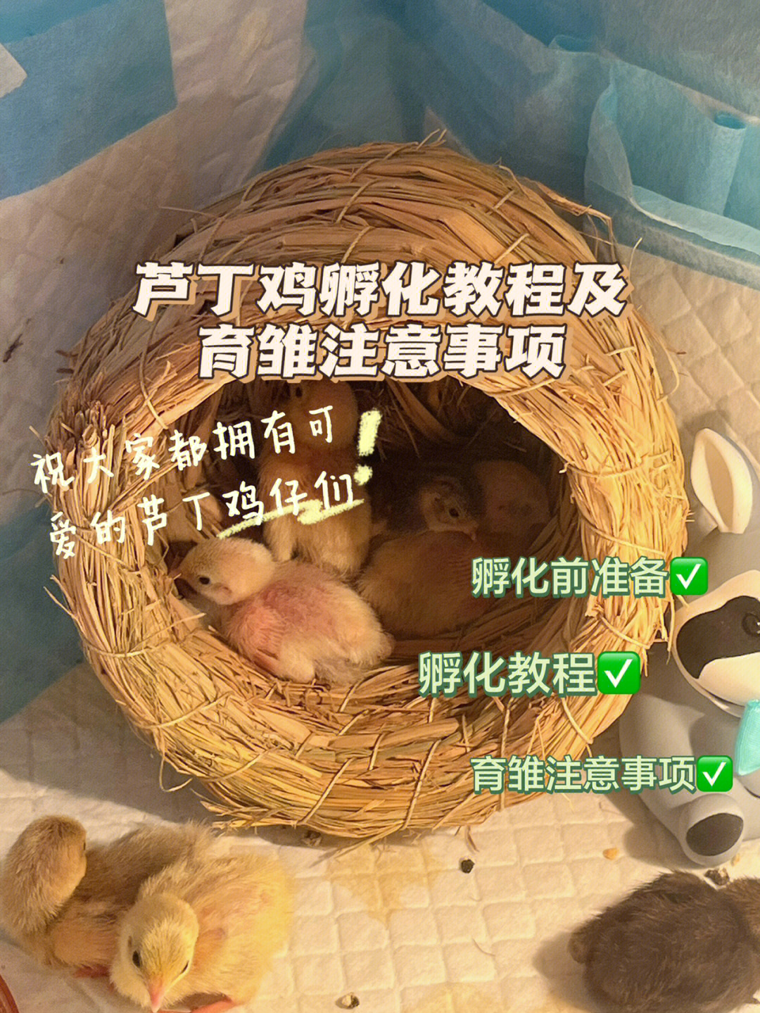 芦丁鸡的孵化教程以及育雏注意事项7215