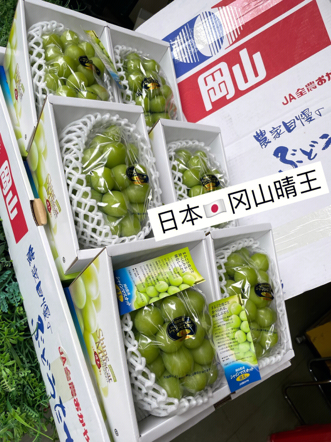 日本最贵葡萄图片