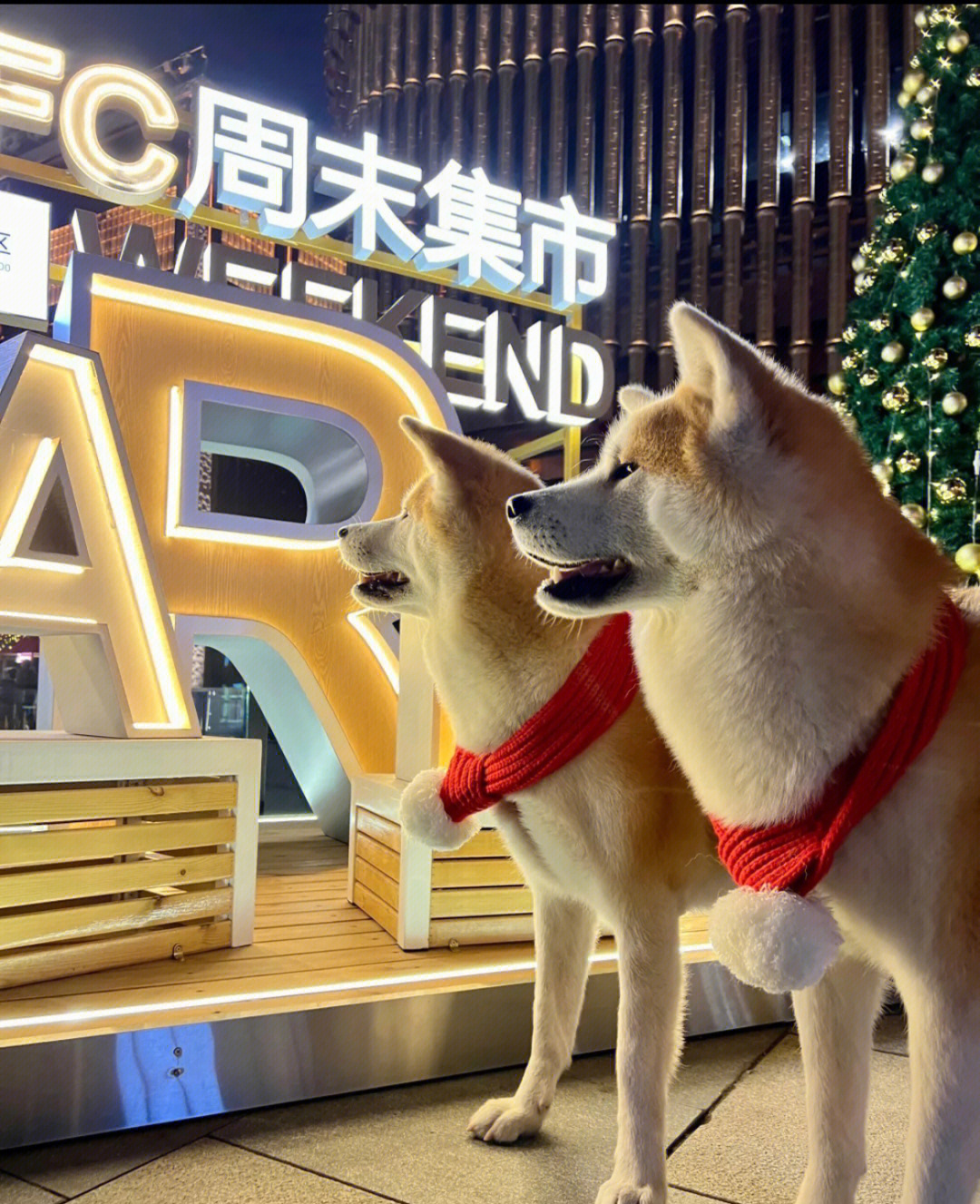 宠物店给猫配种吗？_上海宠物店洗猫多少钱_上海宠物猫专卖店