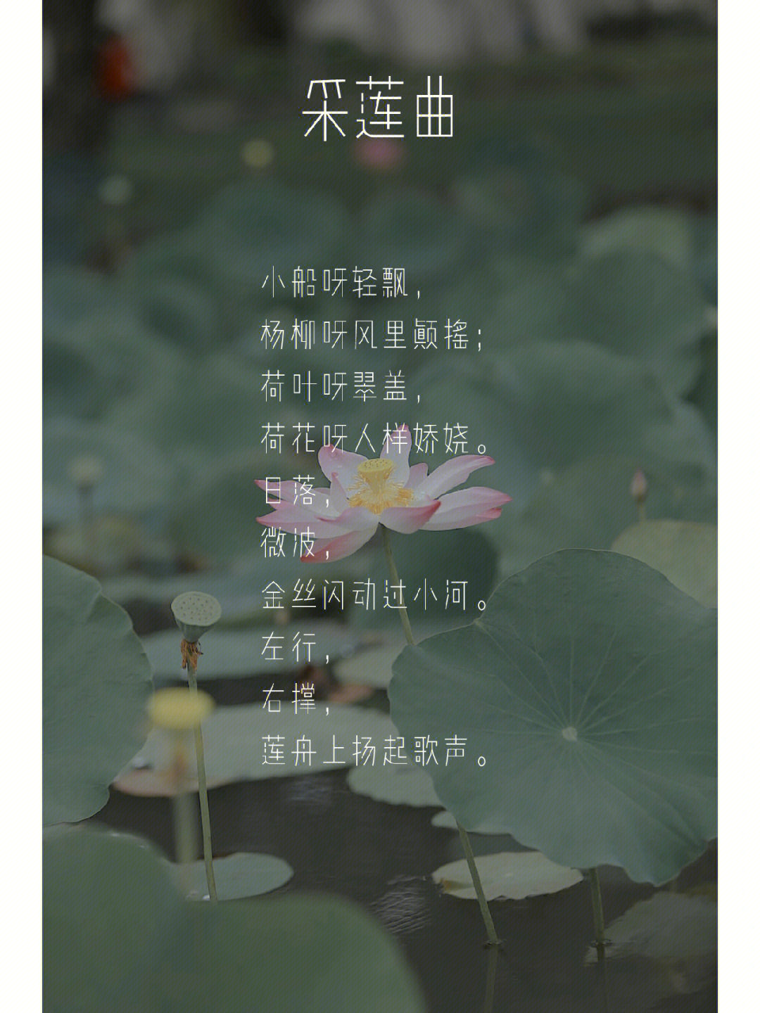 重读中国20世纪诗歌15朱湘采莲曲