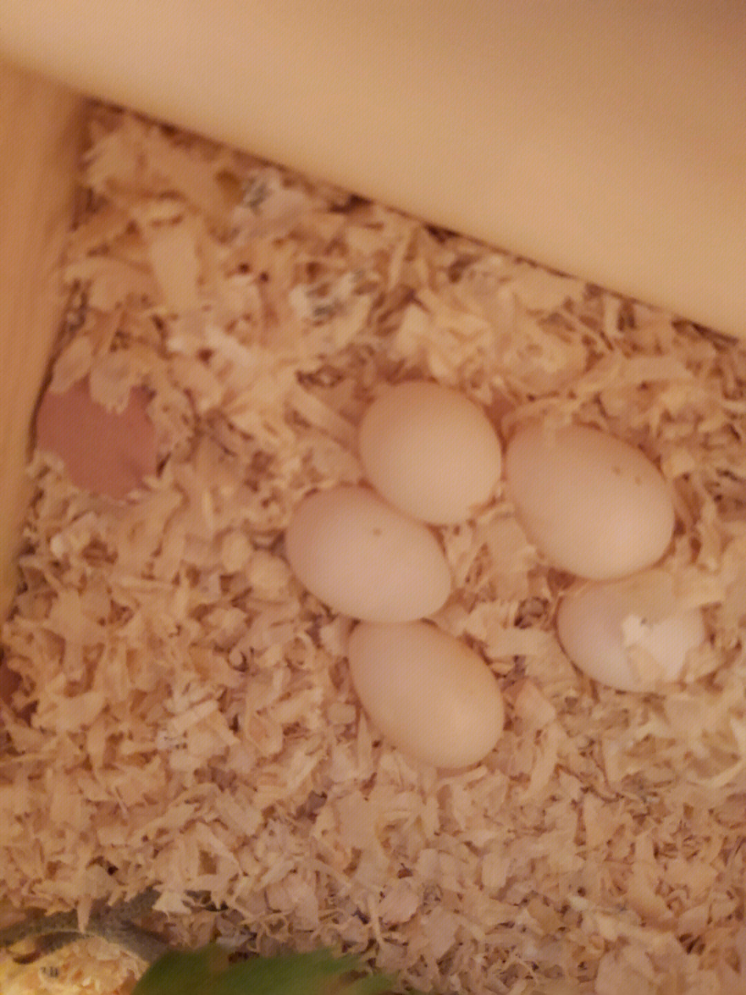 玄凤孵化1到21照蛋图图片