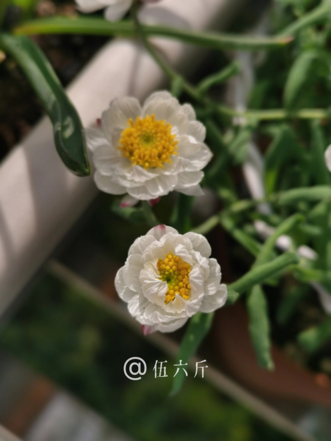 纸鳞托菊