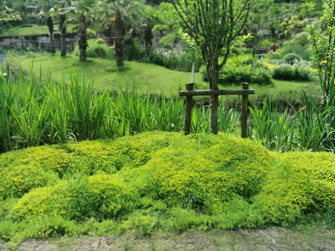 丽水华东植物园效果图图片