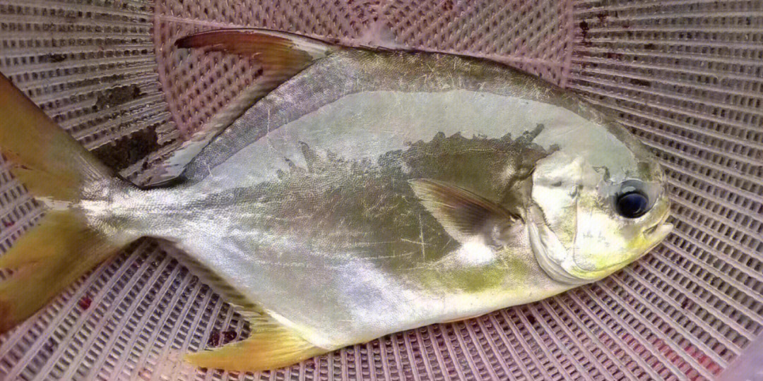 金鲳鱼