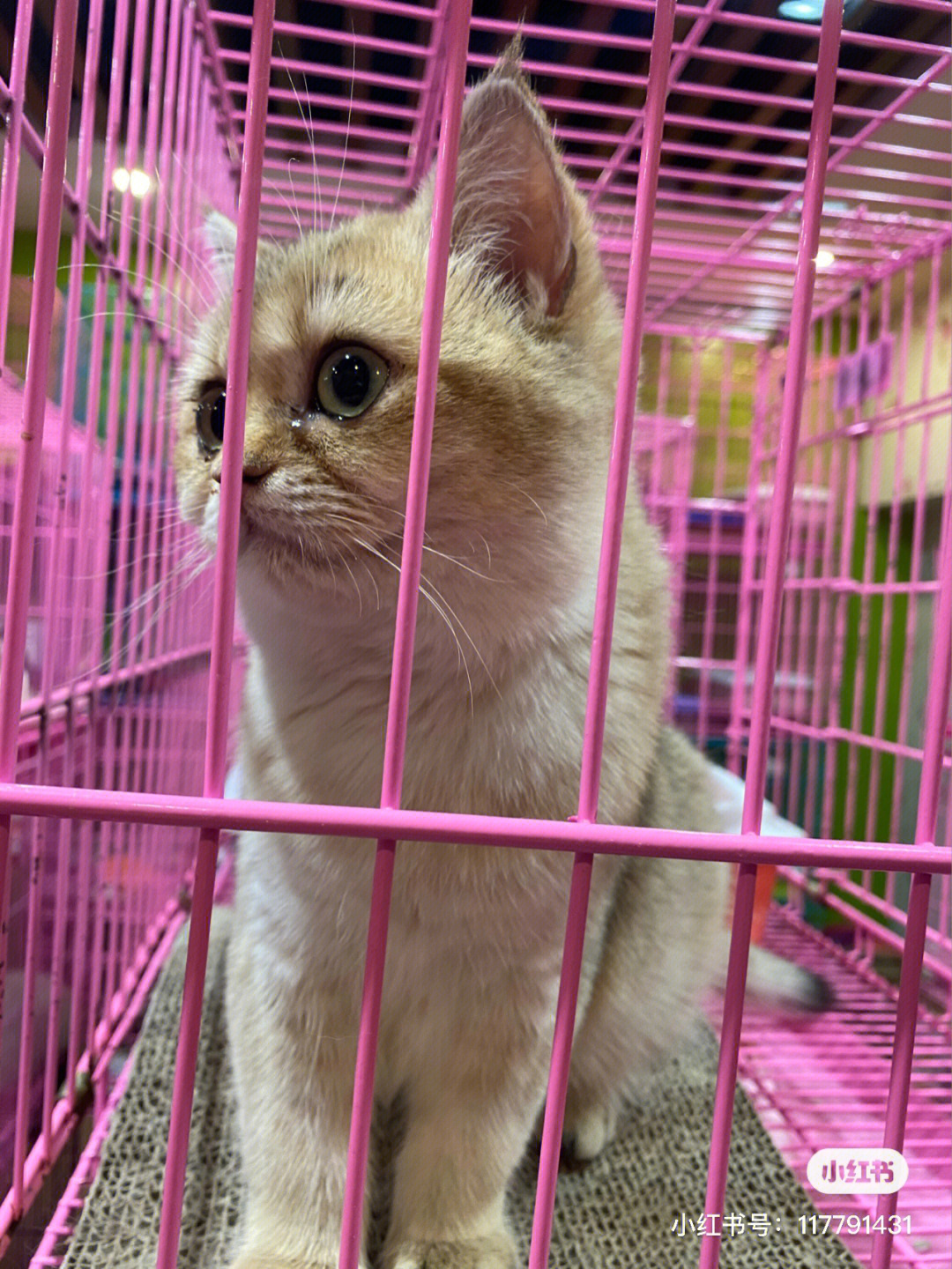 星期猫有什么特征图片