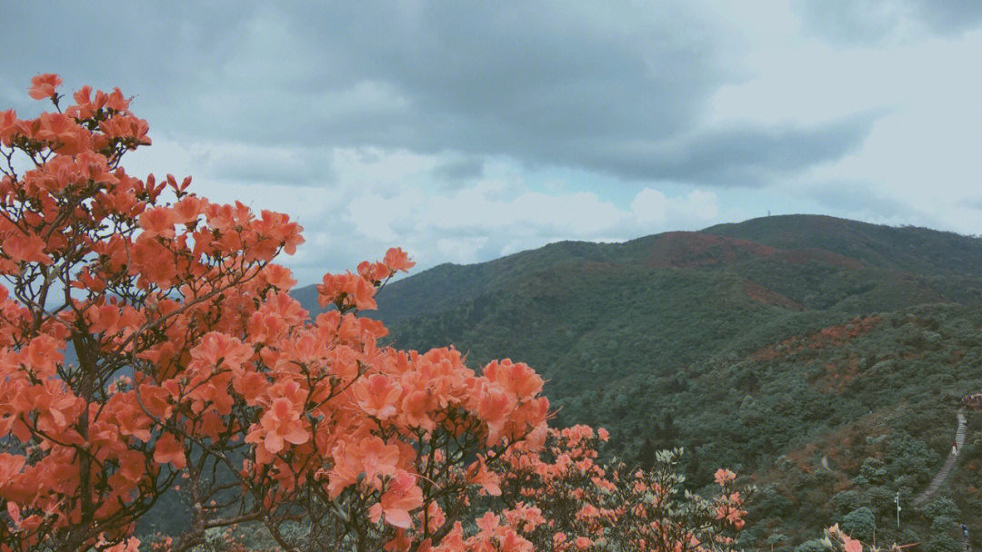 5月永州阳明山杜鹃花海