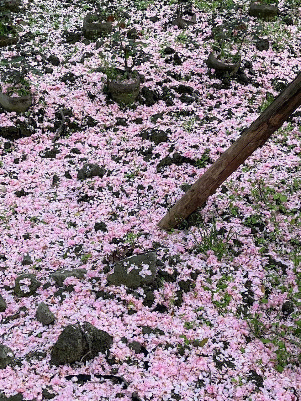 崇州樱花公园图片