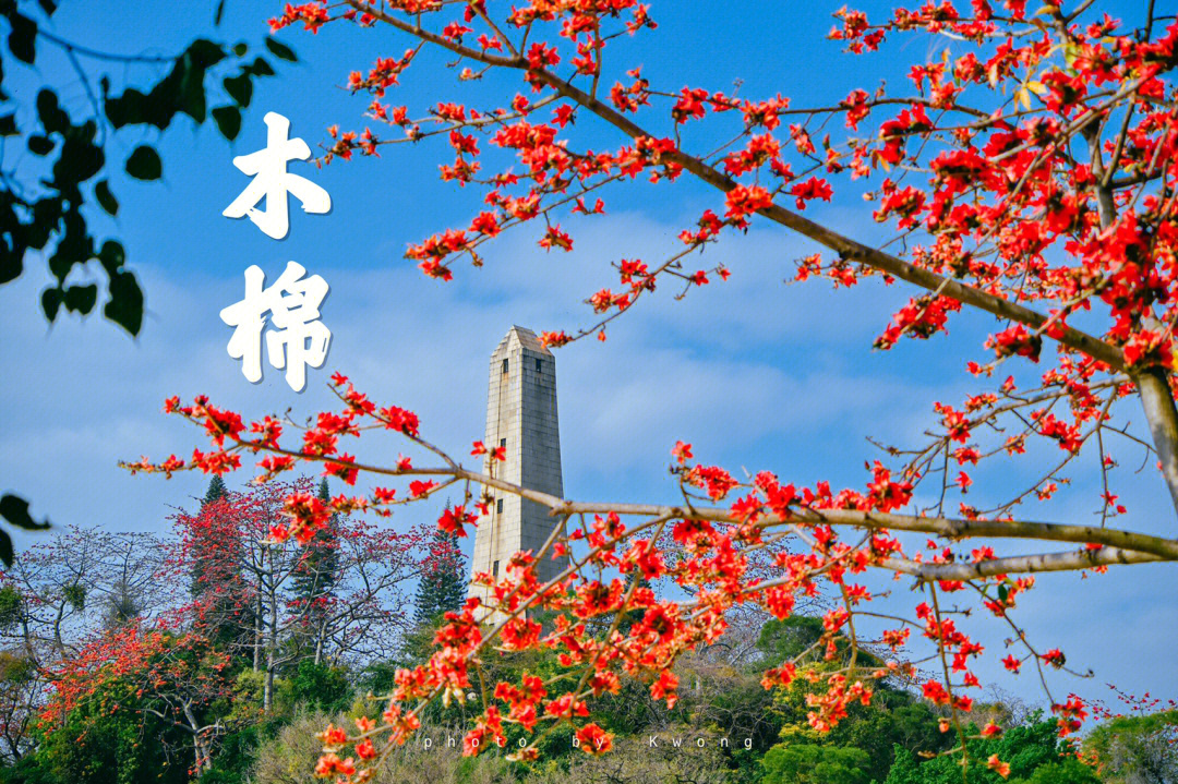 木棉花广州英雄花