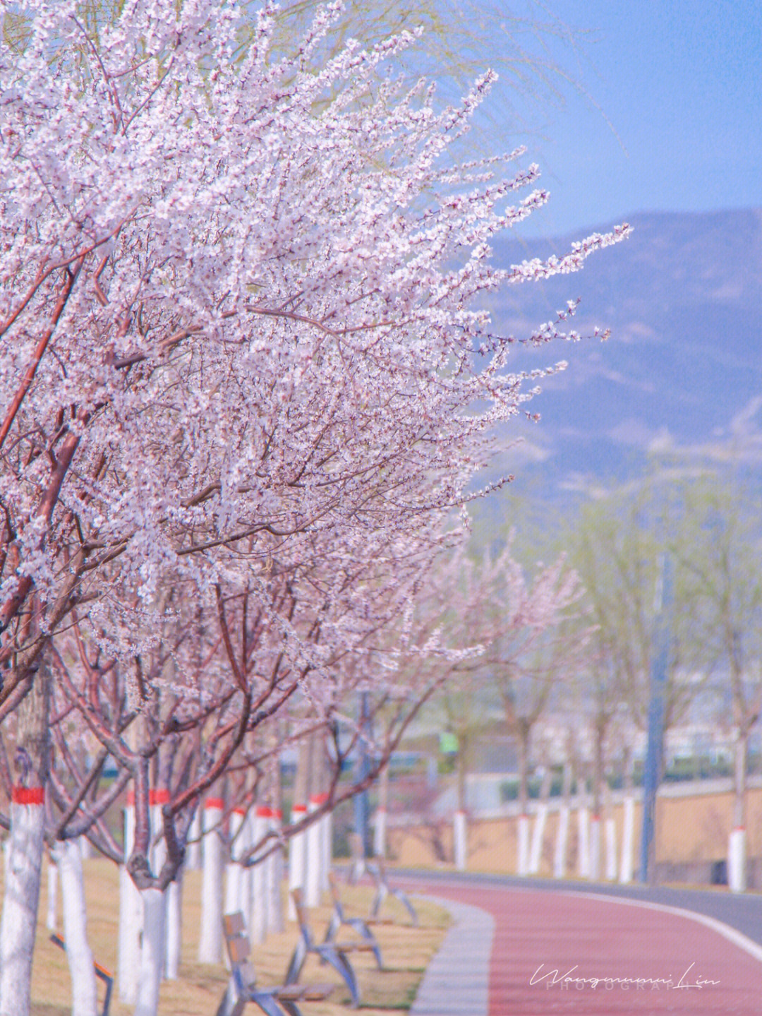 晋阳湖公园赏花图片