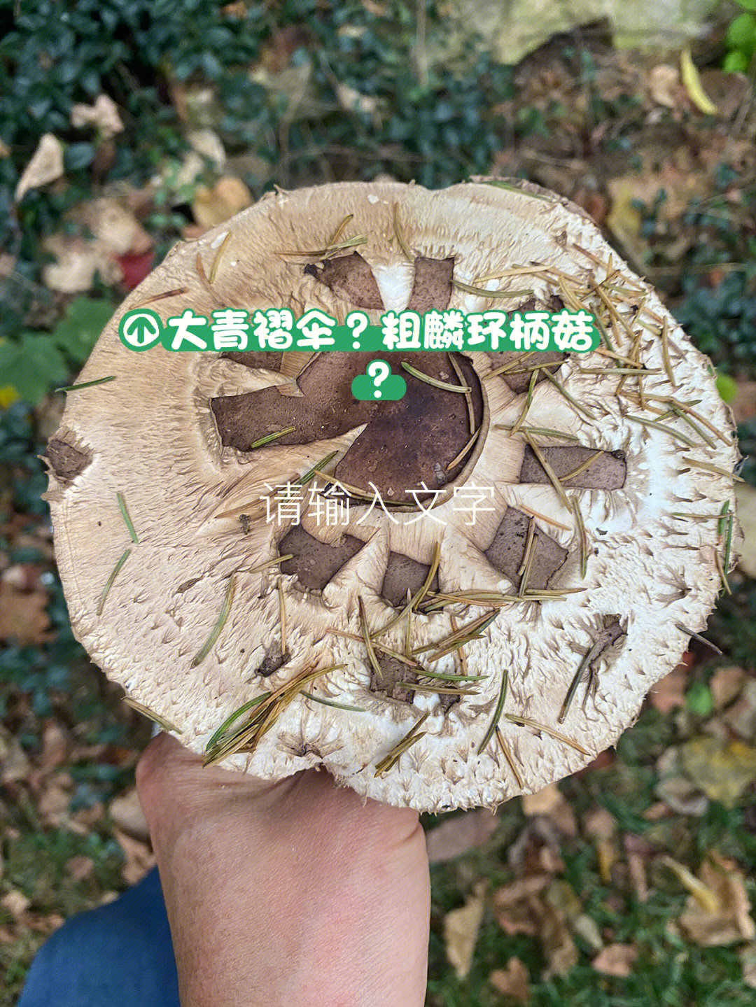请问朋友们这个蘑菇是大青褶伞还是粗麟环柄菇?